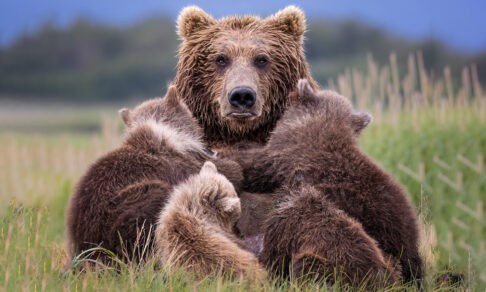 Мама-медведица, слоны на водопое и друг капибары. 10 необыкновенных фото животных