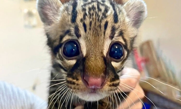 Котенок по имени Рекс. 10 фото диких животных со всего света