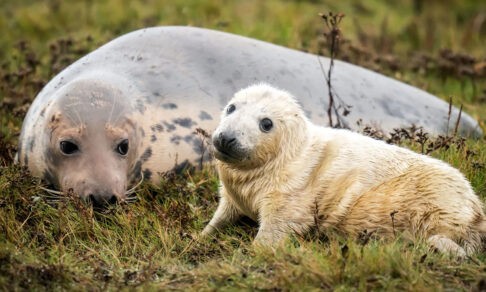 Белоснежный тюлень, ловкий медведь и смешные львы. Невероятные фото диких животных