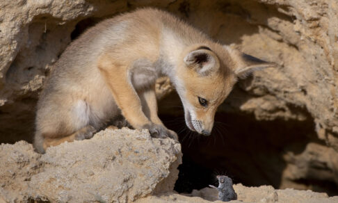 «И тут я сбежал от кота...» 10 смешных фото диких животных