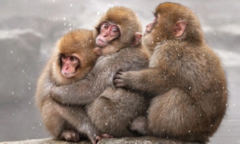 Весна уже близко. Нежные обезьяны, летающие олени и отчаянные морские львы