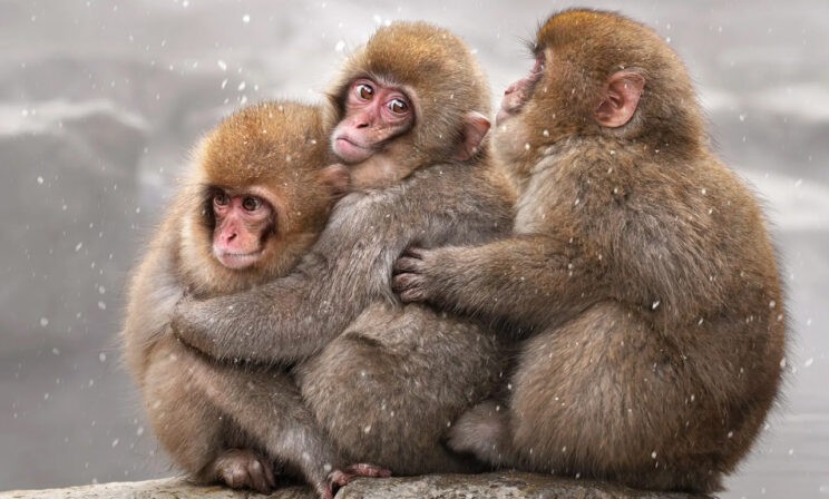 Весна уже близко. Нежные обезьяны, летающие олени и отчаянные морские львы