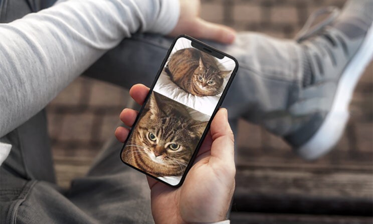 «Как ты будешь ЕГЭ сдавать?» — «Лапками…» 10 мемов с котами про школу