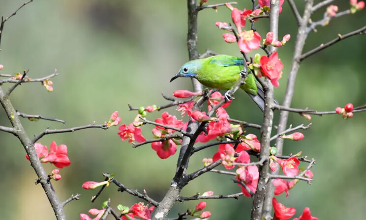 Слон приветствует рикшу, а леопарды переходят через реку вброд. Как животные встречают весну