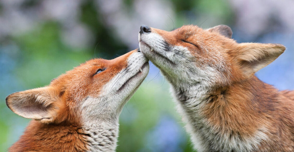 Лисья нежность. 10 весенних фото диких животных