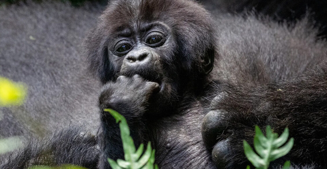 Детеныш гориллы, черный леопард и лиса. 10 невероятных фото диких животных