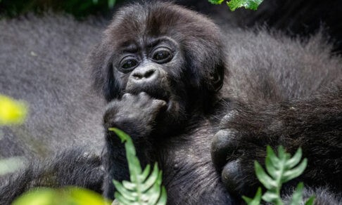 Детеныш гориллы, черный леопард и лиса. 10 невероятных фото диких животных