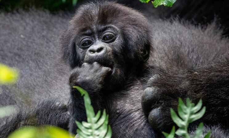 Детеныш гориллы, черный леопард и лиса. 10 невероятных фото диких животных