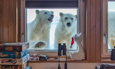 «Маша, открывай!» Белые медведи, вальяжные львы и тюлень на пляже