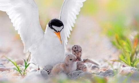 «Мама, что ты нам принесла?» 10 невероятных фото птиц