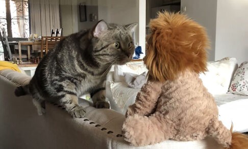 «Вот как выглядит лев!» 10 смешных фото домашних животных