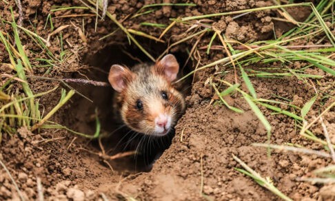 Дюжина хомяков спасает вымирающий вид! 10 фото диких животных