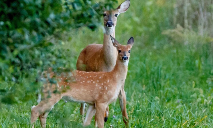 Привет, меня зовут Бэмби! 10 завораживающих фото диких животных