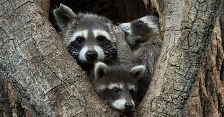 Тәжік секс, Тәжік секс, Тәжік порно Шетелдік аналармен жапон порно