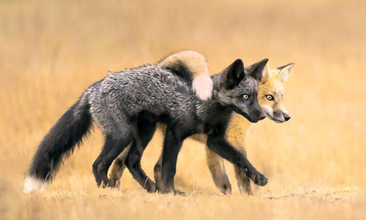 «Держись, друг, это последний рабочий день в 2024-м!» Невероятные фото диких животных