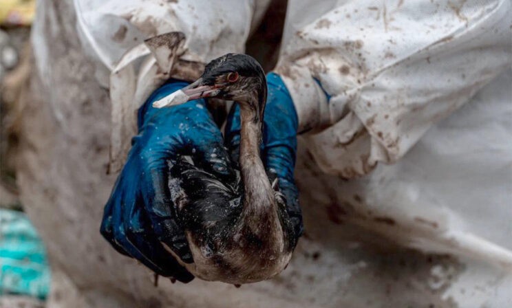 Разлив нефти в Анапе. Главное