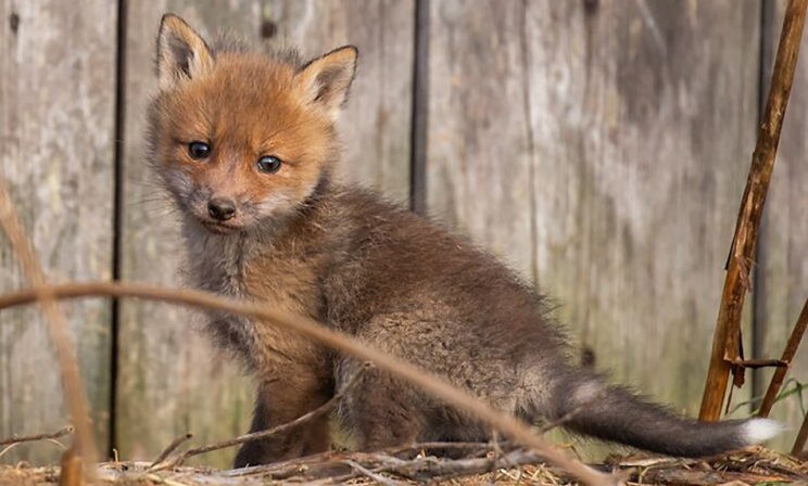 Лисенок, лось и рысь. 10 невероятных фотографий диких животных
