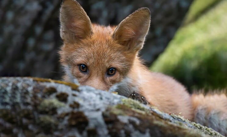 Лиса, сова и барсук в весеннем лесу. 10 фото диких животных