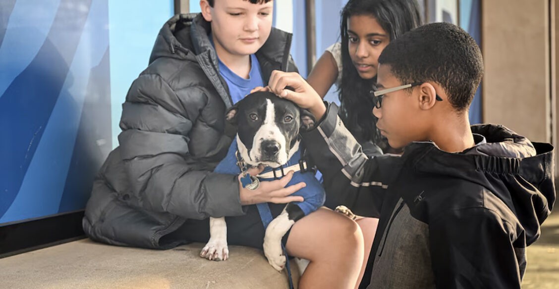 Собака Симона работает в средней школе. Детям легче учиться, когда она приходит на урок