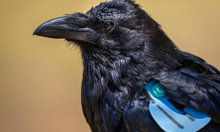 Мудрый ворон, заблудившийся слоненок и очень любопытный кит