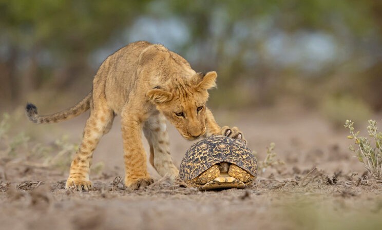 Покатай меня, большая черепаха! 10 фото диких животных со всего света