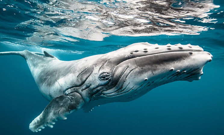 Песнь моря: невероятный подводный мир