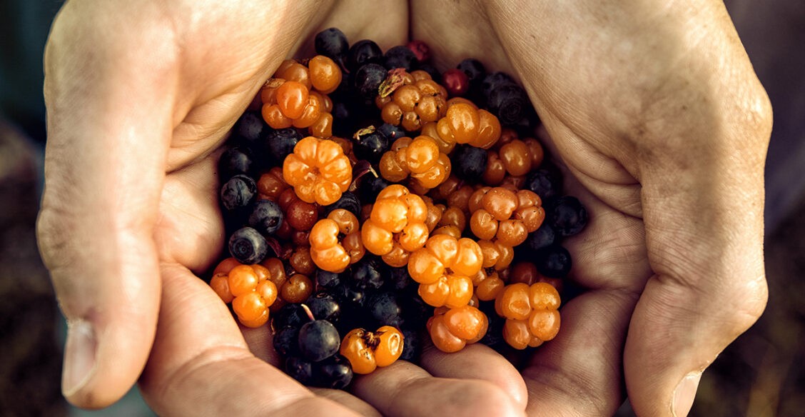 Ученые из России научились добывать полезный экстракт из косточек морошки