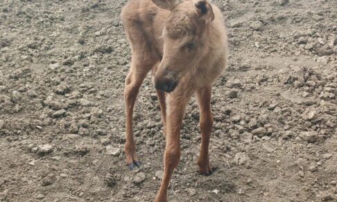 Двух маленьких лосят спасли от лесного пожара в Красноярском крае