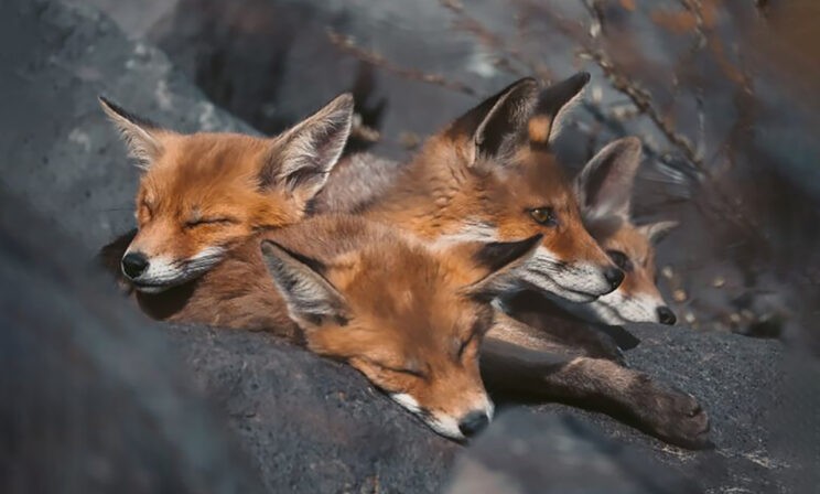 Проснулись все! Любопытная белка, величавый олень и беспокойные лисята