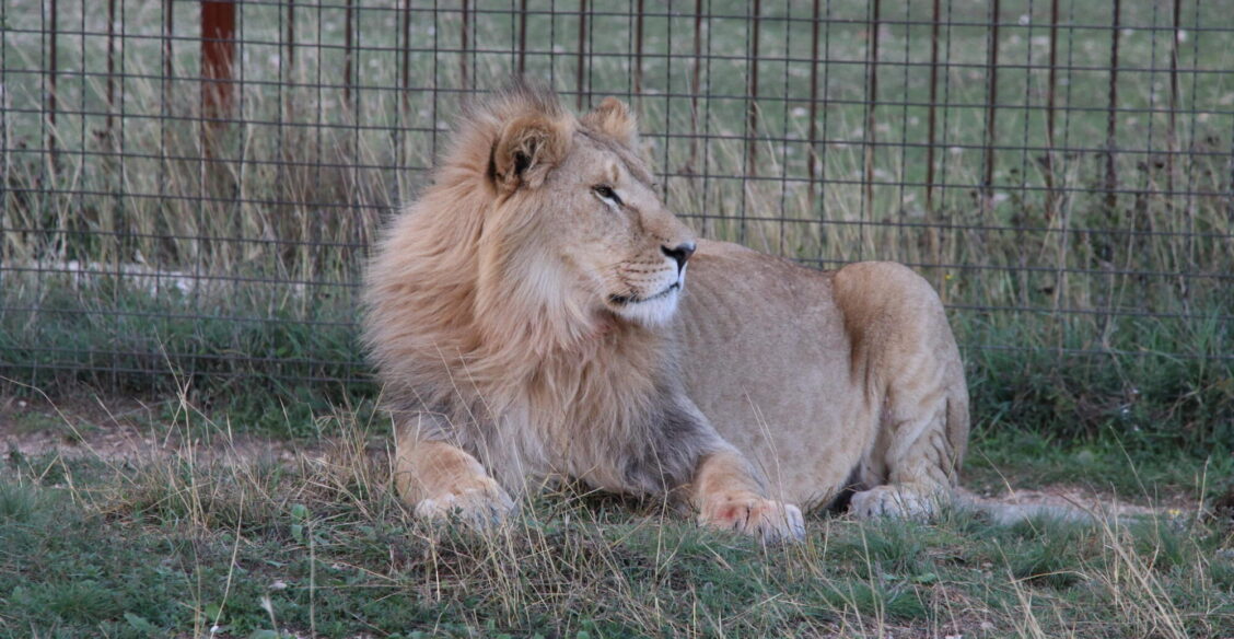 В Крыму сотрудница сафари-парка спасла директора от напавшего на него льва