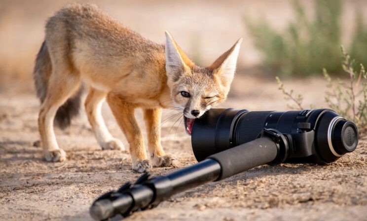 «Страшно интересуюсь фотографией»: лучшие фото дикой природы