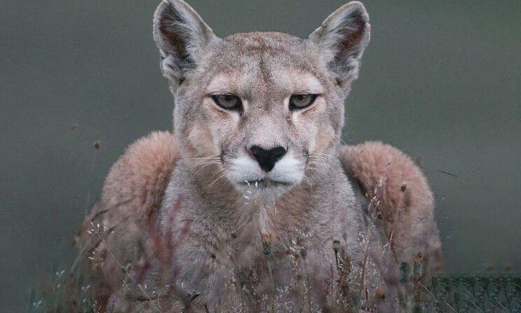 Пума готовится к прыжку. 10 фото диких животных крупным планом