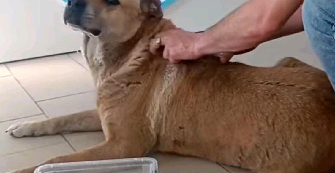 В Нальчике бездомный пес каждый день приходит в ветклинику на лечение