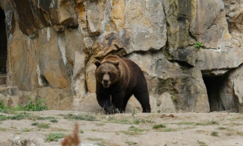 Во Владивостоке хирурги спасли мужчину после нападения медведя