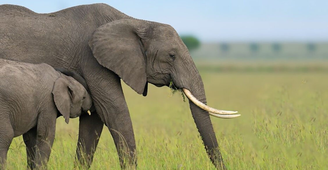 Мама для слоненка. 10 невероятных фото диких животных