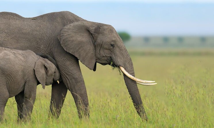 Мама для слоненка. 10 невероятных фото диких животных