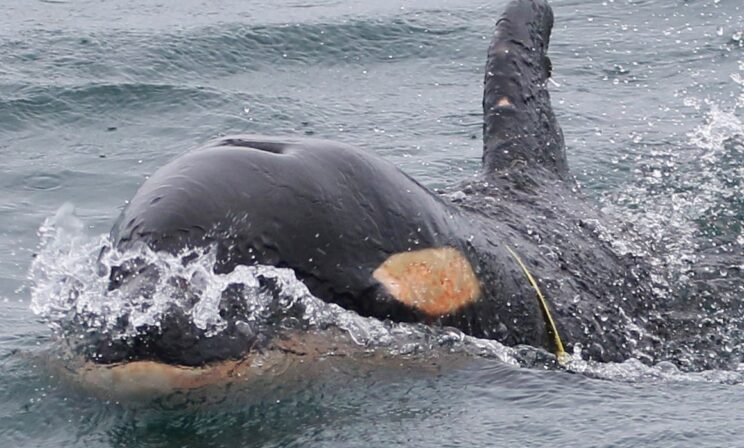 На Камчатке просят помощи в спасении детеныша косатки, запутавшегося в пластике