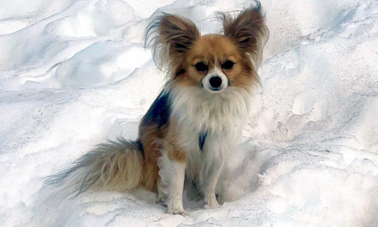 Крошечный пес помог спасти мужчину в швейцарских Альпах