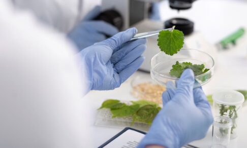 Российские ученые создали биодобавку из растений для борьбы с диабетом