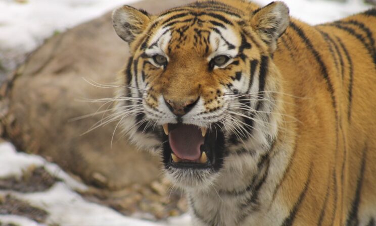 В России устранили угрозу вымирания амурского тигра