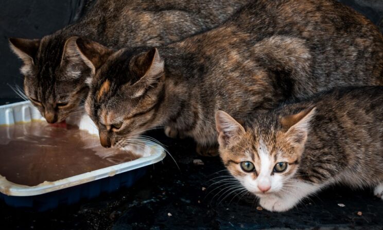 В Госдуме хотят запретить кормить бездомных котов и собак у жилых домов