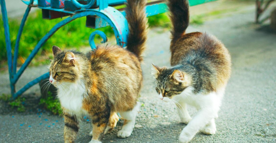 В Москве спасли кошек, заживо замурованных при замене труб