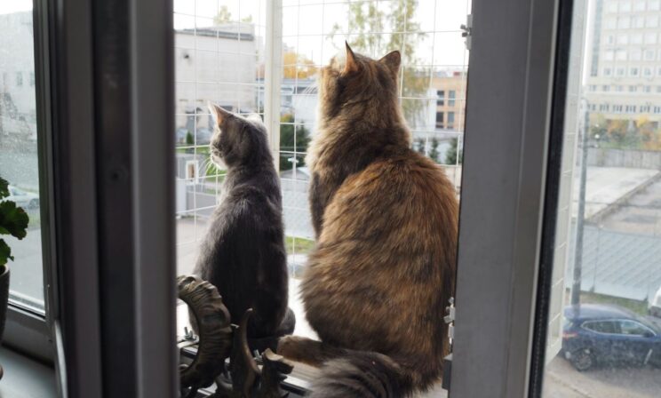 В Петербурге волонтеры спасли от гибели 16 кошек