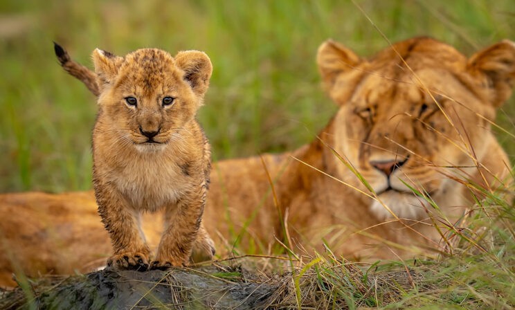 «Мама, смотри — звери на водопое!» 10 фото диких животных крупным планом