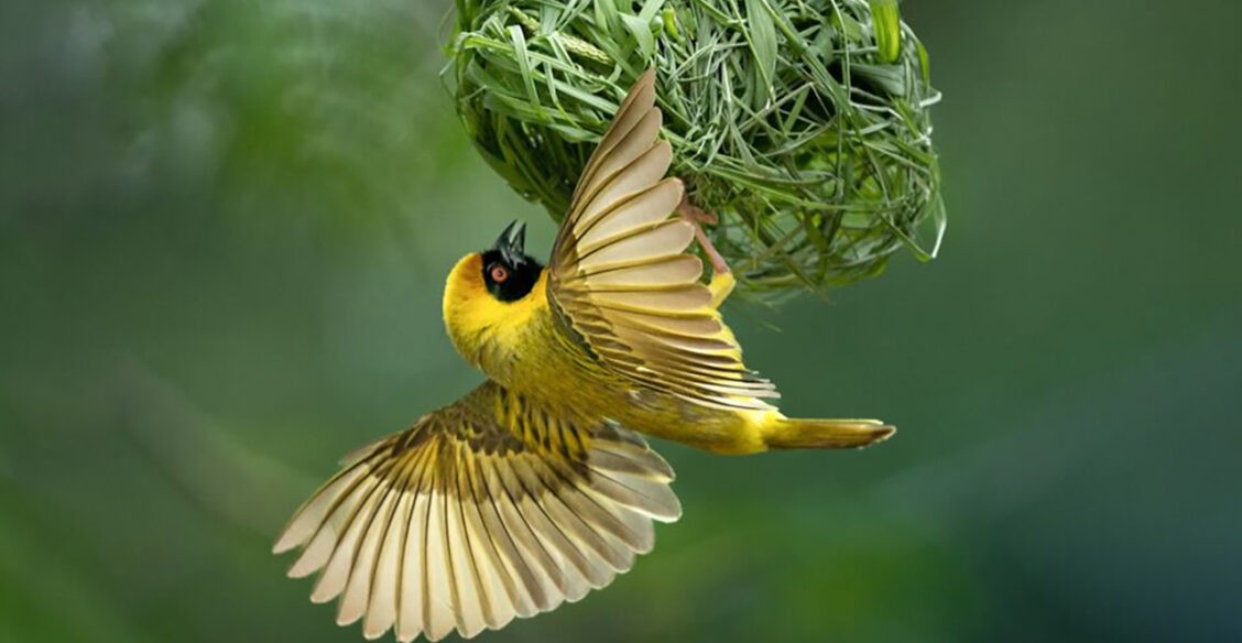 Кто прячется в гнезде? 10 невероятных фотографий птиц