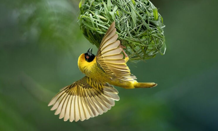 Кто прячется в гнезде? 10 невероятных фотографий птиц