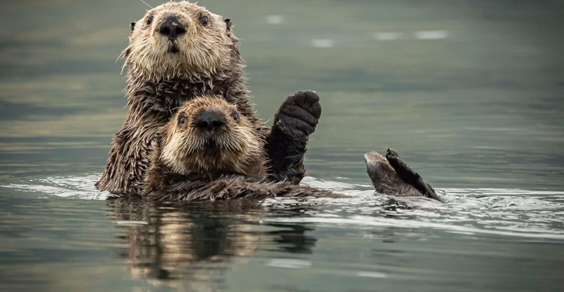 Поплавай с нами! 10 освежающих фото диких животных