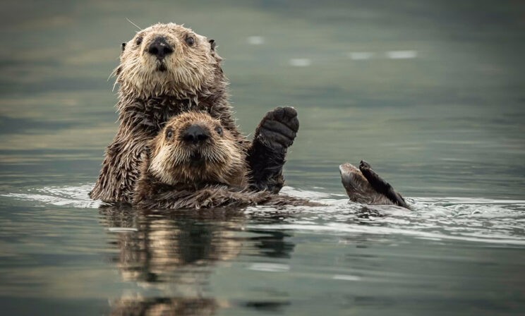 Поплавай с нами! 10 освежающих фото диких животных