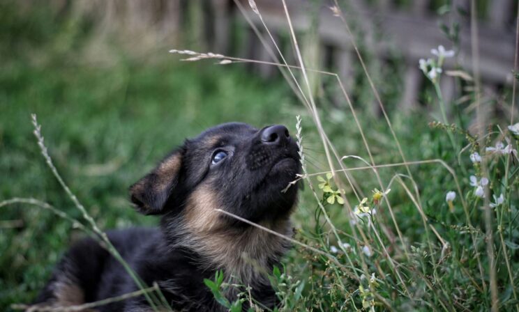 Щенок спас от смертельного оползня целую деревню в Индии