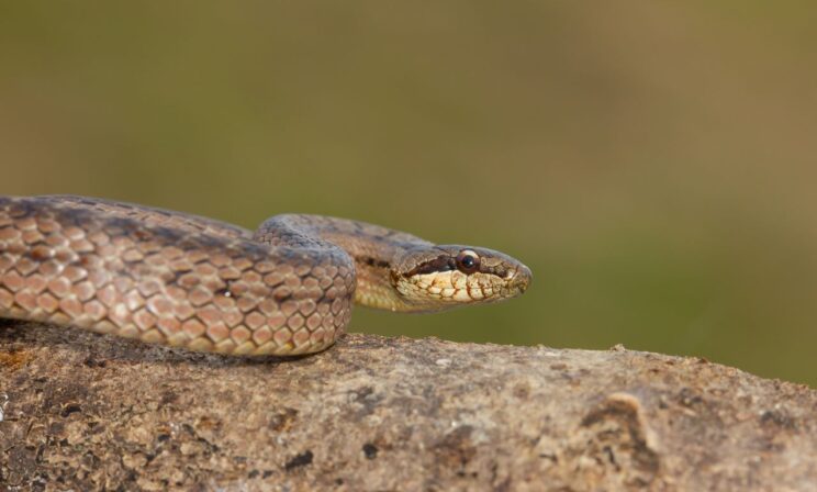 В России участились случаи укусов ядовитых змей
